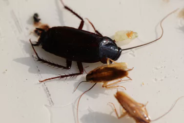 Cockroach Control Kilsyth