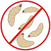 Maggot Control Kilsyth