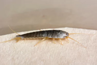 Silverfish Control Kilsyth