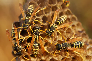 Wasp Control Kilsyth